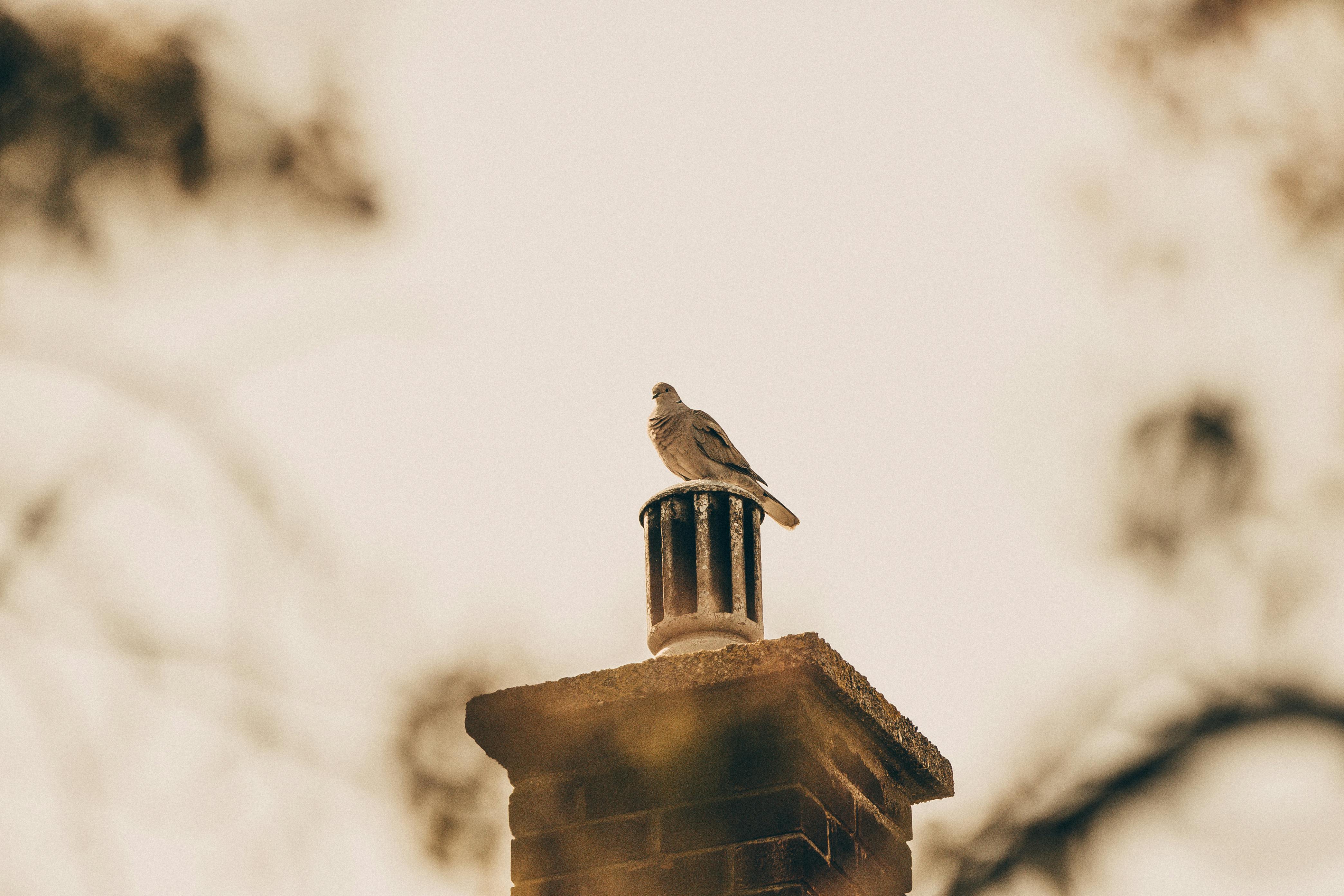 Professional Chimney Cap Installation Services in Arlington, TX Expert Chimney Cap Installation in Arlington, Texas